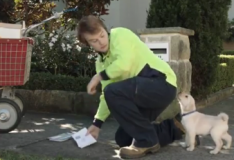 kleenex puppy