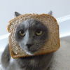 cat breading