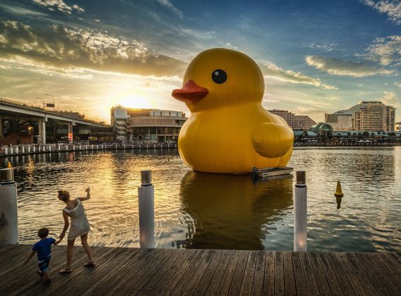 SMH in copyright blunder over tweeted duck pic