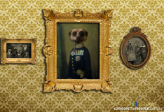 meerkat