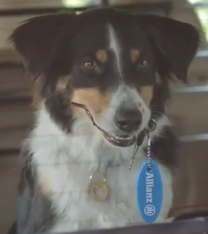 Allianz dog