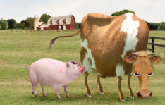 Meat Free Week