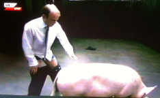 black mirror pig