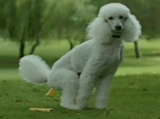 uBank defecating dog