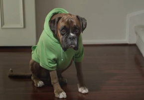 Down-in-the-dumps dog stars in New Idea campaign