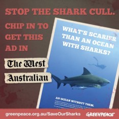 shark cull