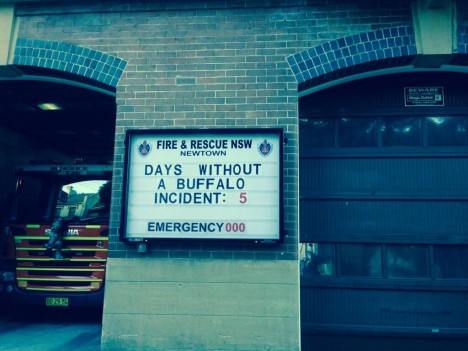 Newtown fire station water buffalo