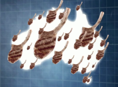 Lambnesia: among the winners for UM