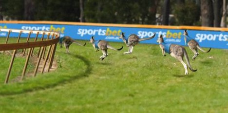 Roo