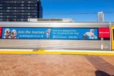 TorchMedia_GuideDogsQLD_08