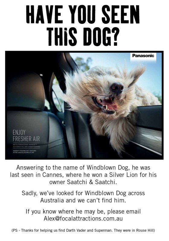Lost dog – can you help us find him?