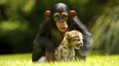 world's oddest animal couples