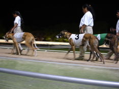 greyhound