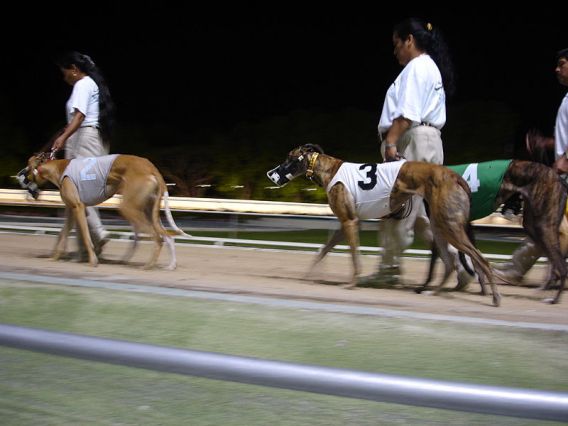 Will greyhound racing ever get back on track?