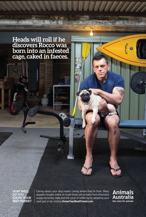 Animals Australia launches campaign against puppy farms.