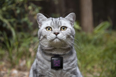 WHISKAS CATSTACAM - the device