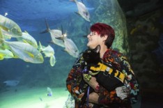 April fools cats aquariam