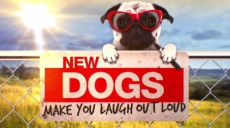 dogs make you laugh out loud