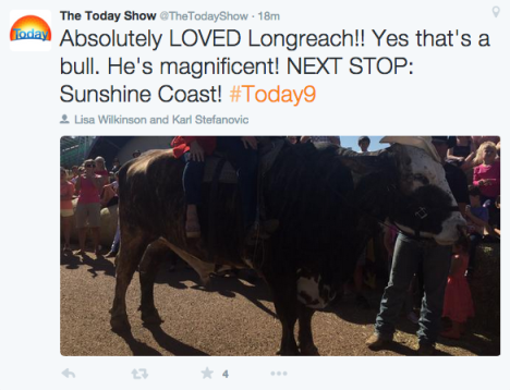 today show bull