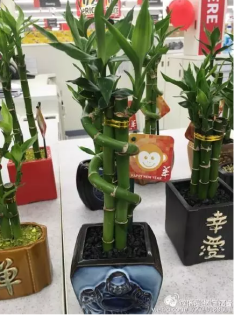 Bamboo