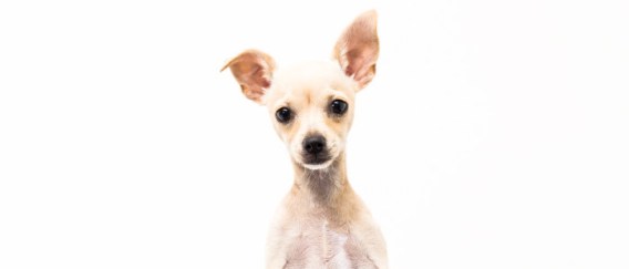 Uber moves from kittens to puppies launching #uberpuppies to bring dogs to people’s desks
