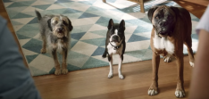 Subaru's dogs singing Lou Reed