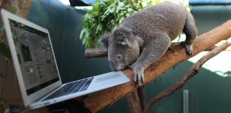 eharmony and tarong zoo koala
