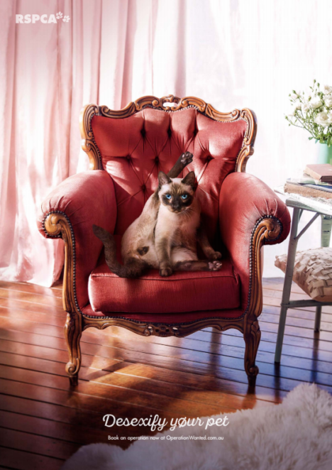 RSPCA Qld desexify pet campaign cat