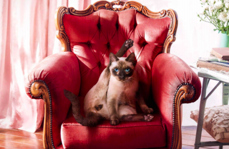 RSPCA and Engine want Queensland pet owners to ‘desexify’ their furry friends