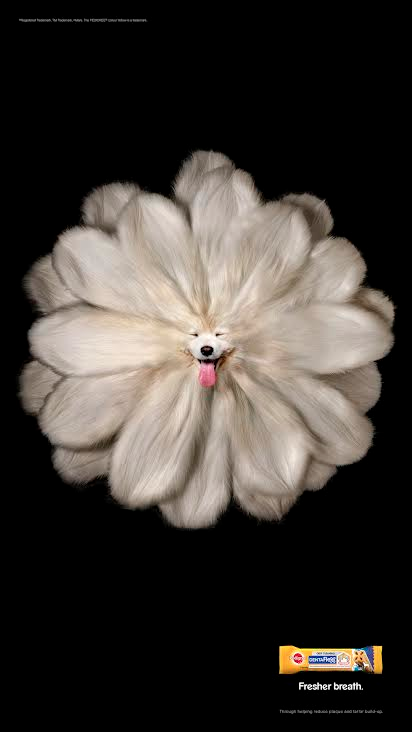 Pedigree Cannes Dog 3