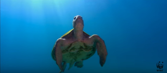 WWF launches TVC campaign to save the Great Barrier Reef
