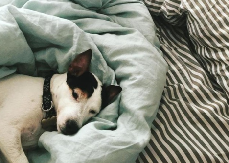 west elm useing instangram public images for ads