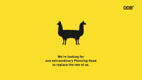 DDB-Llama-two heads