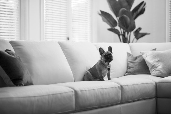 Plush Sofas invites dogs onto the couch in new comfort campaign