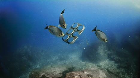 Saltwater Brewery and agency We Believers created edible 6-pack rings from barley and wheat. image from We Believers