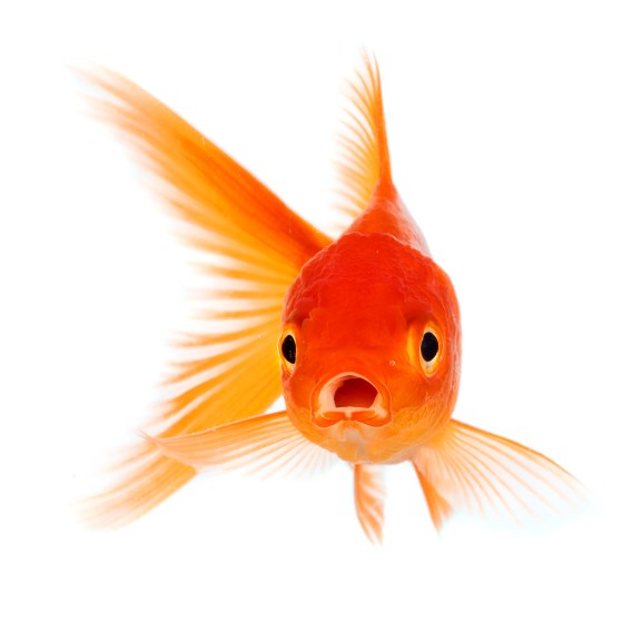 Images are driving online content: what does this means for brands?