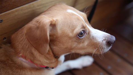 horizon-media-animal-adoption-hed-2016