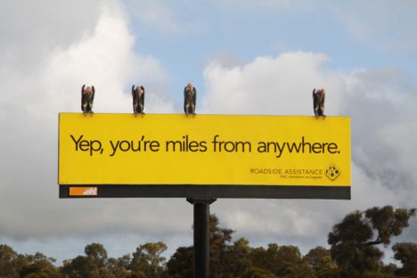 oOh!_RAC_Vultures