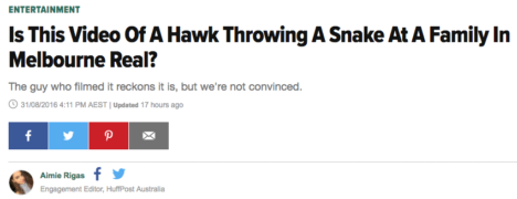 huffington post hawk