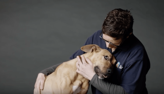 You can’t hide real love is message in new campaign from Lost Dogs’ Home