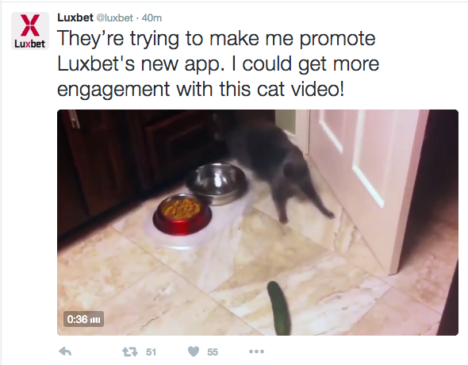 luxbet-cat-video