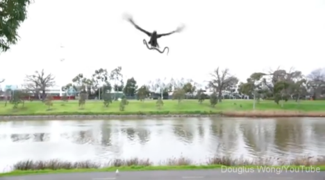 snake video the woolshed company