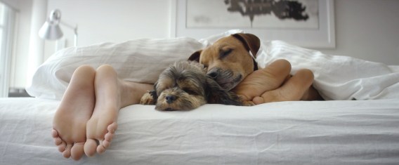Black Hawk applies ‘real food’ movement to man’s best friend in new campaign