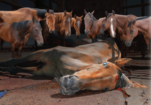 Billboard owners block race horse rescue charity’s efforts to place ads