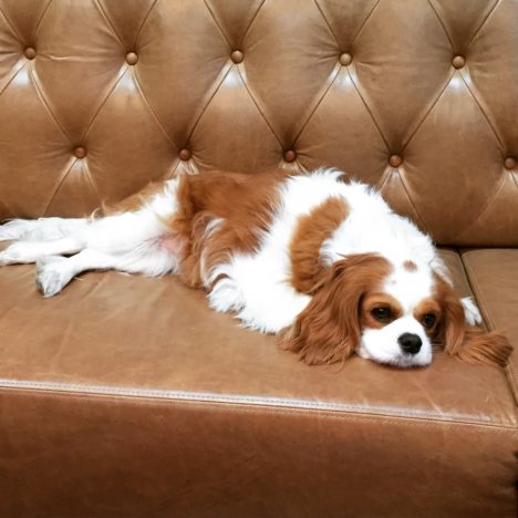 suzie-shaw-24-hours-with-dog-roxy-on-couch