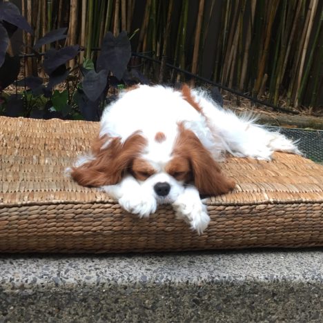 suzie-shaw-24-hours-with-dog-roxy-on-mat