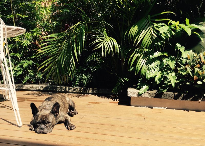 henry-ben-fletchers-dog-generate-24-hours-with
