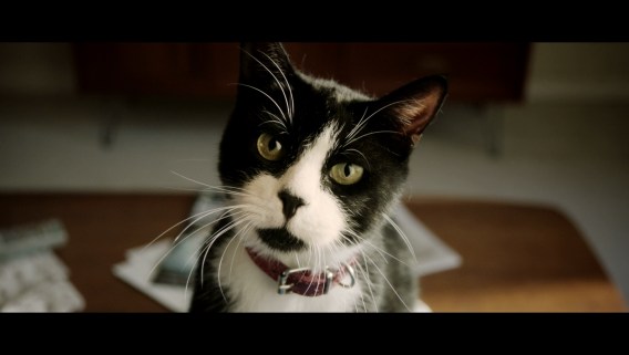Cat stares down men for their burgers in new KFC work