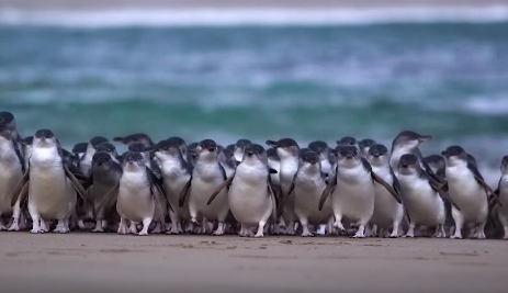 Phillip Island Nature Parks showcase ‘Penguin Parade’ in tourism push