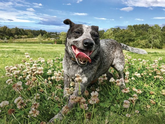 The Core Agency wins creative duties for Pet Circle
